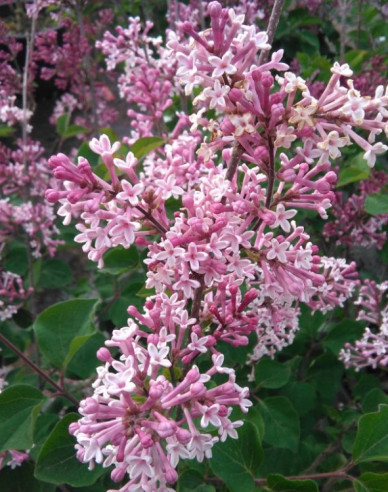 Liliac Red Pixie