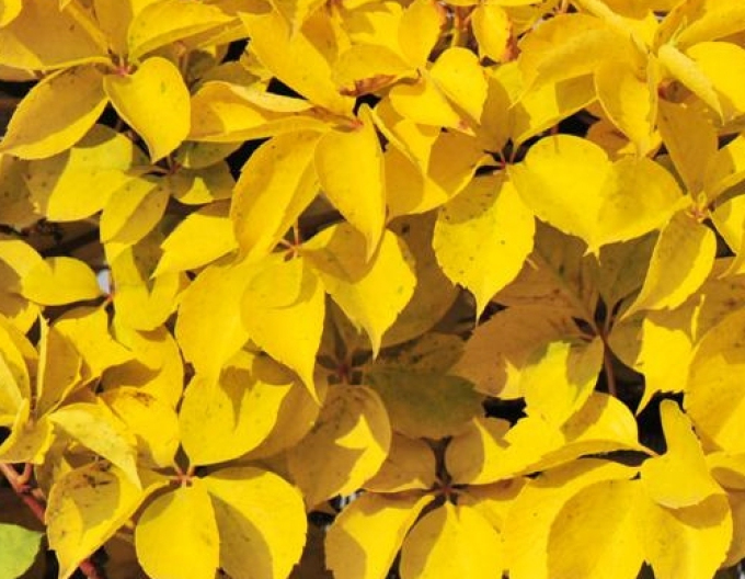 Pavinic-cu cinci frunze ´Yellow Wall´
