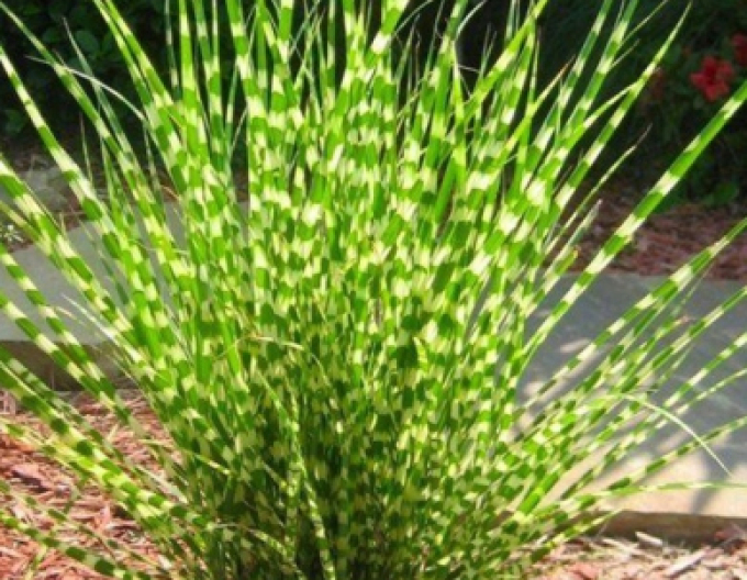 Miscanthus sinensis ´Zebrinus´