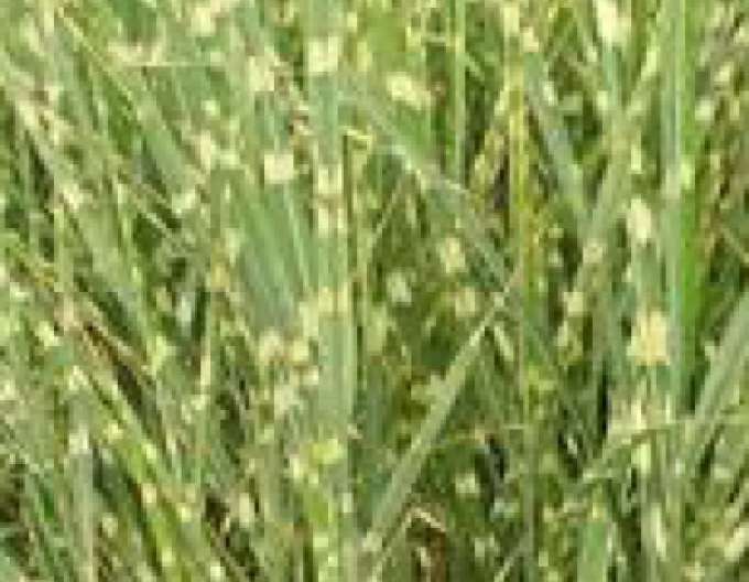 Miscanthus sinensis ´Zebrinus´