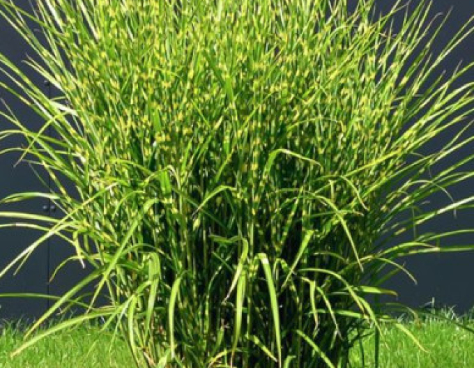 Miscanthus sinensis ´Zebrinus´