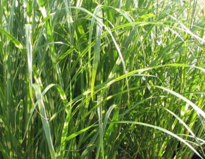 Miscanthus sinensis ´Zebrinus´