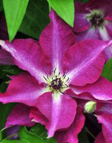 Clematis ´Viva Polonia´