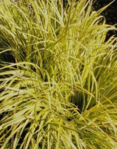 Acorus Golden Delight 2l