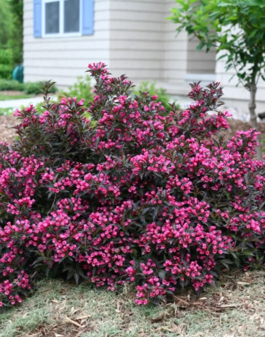 Weigela  florida Alexandra