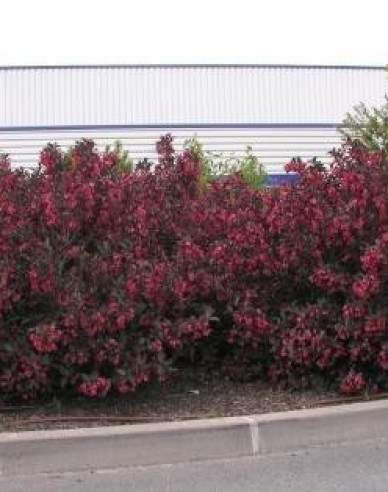 Weigela  florida Alexandra