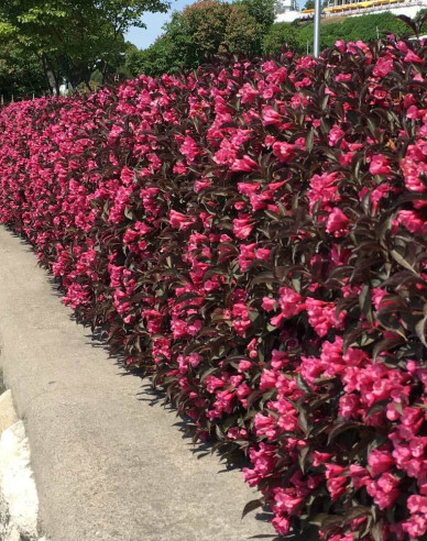 Weigela  florida Alexandra