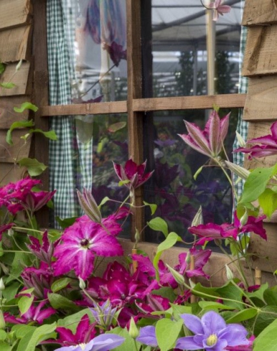 Clematis ´Viva Polonia´