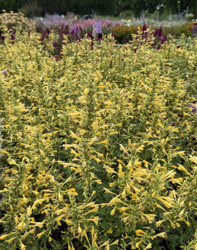 Agastache mexicană ´Summerlong Lemon´