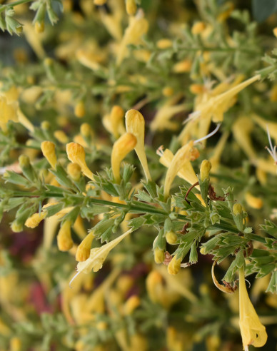 Agastache mexicană ´Summerlong Lemon´