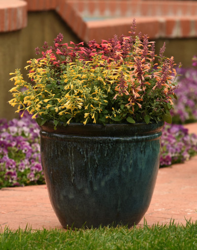 Agastache mexicană ´Summerlong Lemon´