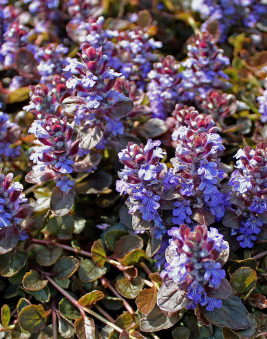 Ajuga ´Atropurpurea´