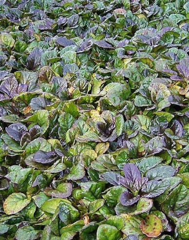 Ajuga ´Atropurpurea´
