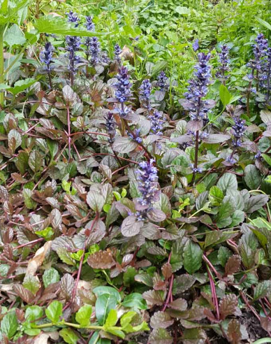 Ajuga ´Atropurpurea´