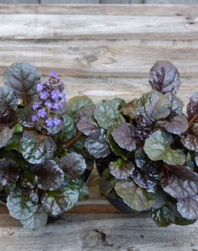 Ajuga ´Atropurpurea´
