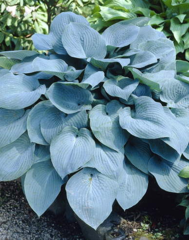 Crin de toamnă - Hosta Elegans