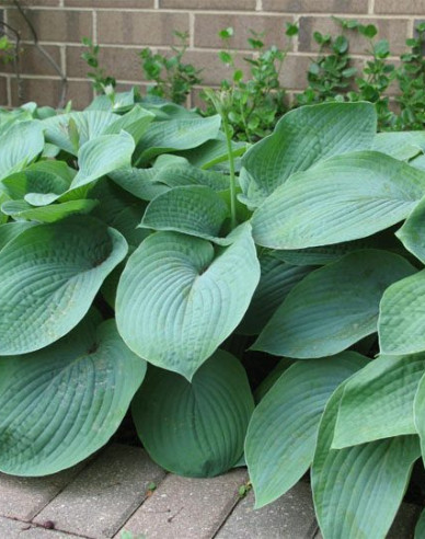 Crin de toamnă - Hosta Elegans