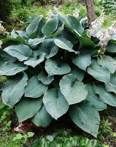 Crin de toamnă - Hosta Elegans