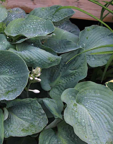 Crin de toamnă - Hosta Elegans