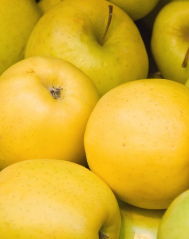 Măr ´Golden Delicious´ iarna, portaltoi M26, ghiveci 5l