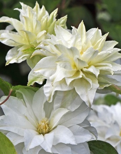 Clematis ´Prima dragoste´