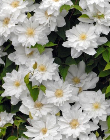 Clematis ´Prima dragoste´