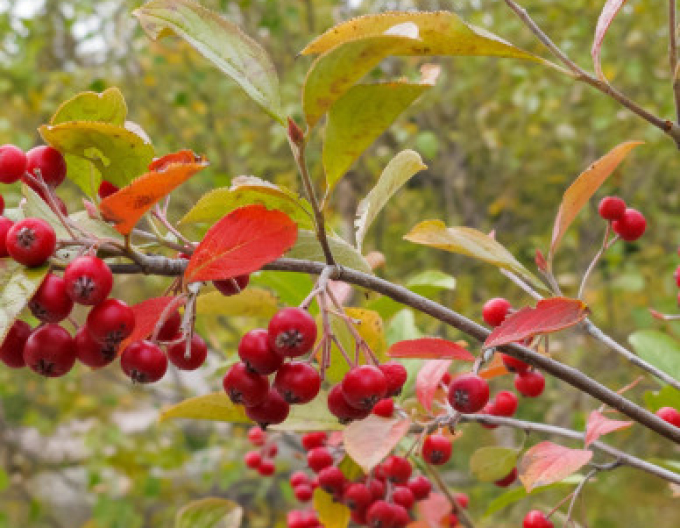 Aronia cu fructe roșii , cont. 5l