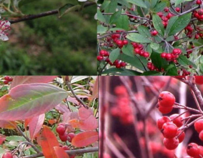 Aronia cu fructe roșii , cont. 5l