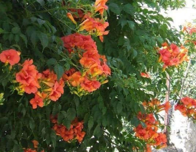 Trompetă ´Flamenco´