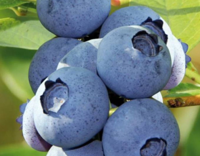 Afin canadian ´Bluecrop´ 5l