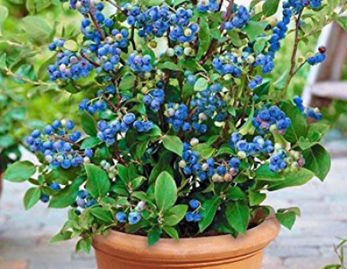Afine de balcon ´Hortblue Petite´ 5l