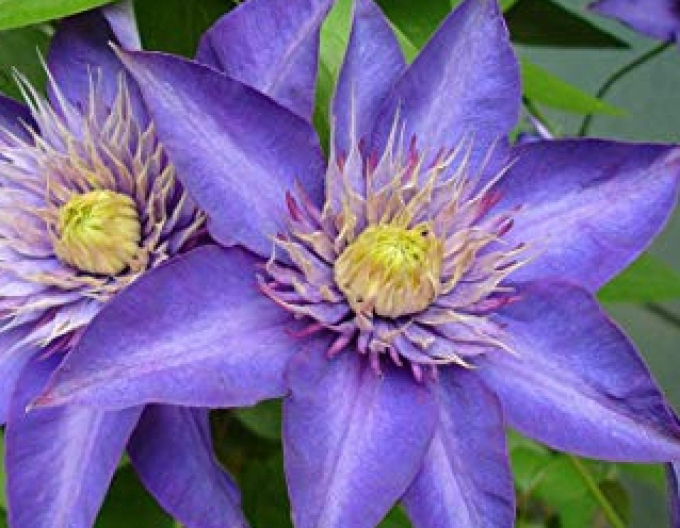 Clematis ´Multi albastru´