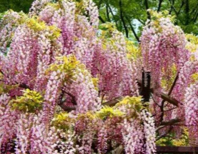 Wisteria înfloritoare Honbeni