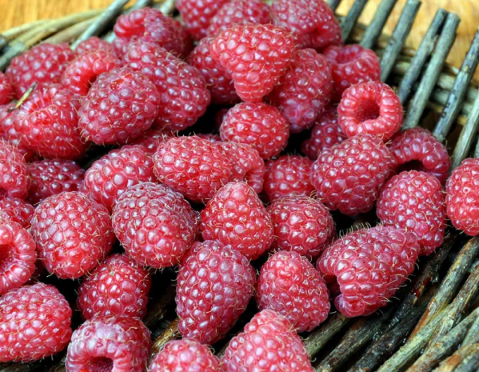 Zmeură roșie ´Polka´ FRuctifică tot anul