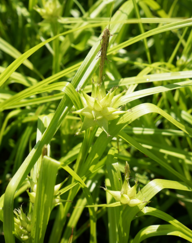 Carex grayi
