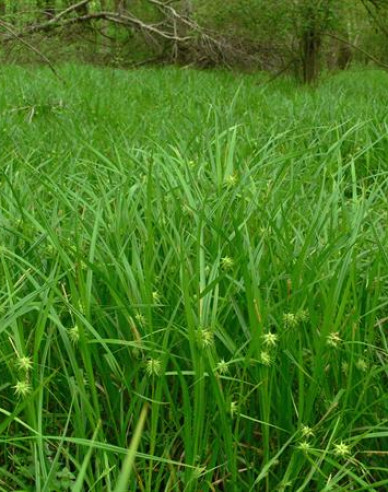 Carex grayi