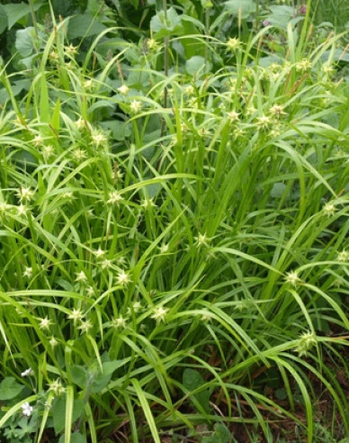 Carex grayi