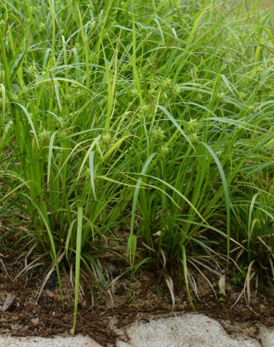 Carex grayi
