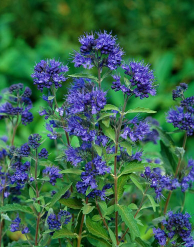 Caryopteris × clandonensis Kew Blue