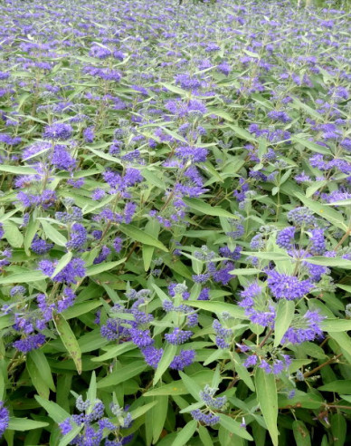 Caryopteris × clandonensis Kew Blue