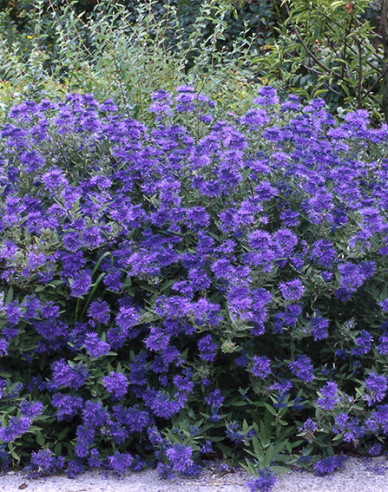 Caryopteris × clandonensis Kew Blue
