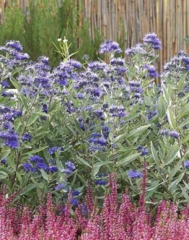 Caryopteris × clandonensis Kew Blue