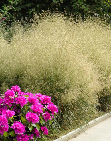 Deschampsia  ´Bronzeschleier´