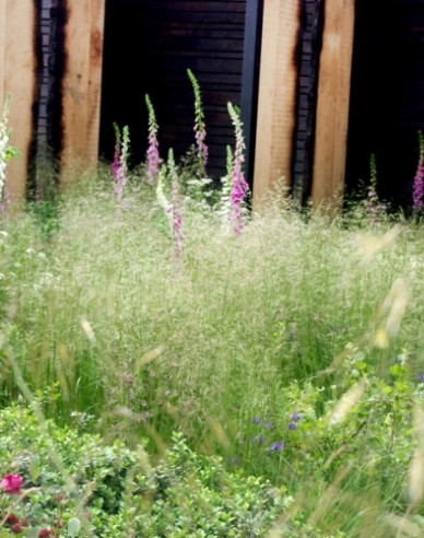 Deschampsia  ´Bronzeschleier´