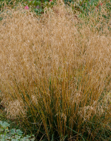 Deschampsia  ´Bronzeschleier´