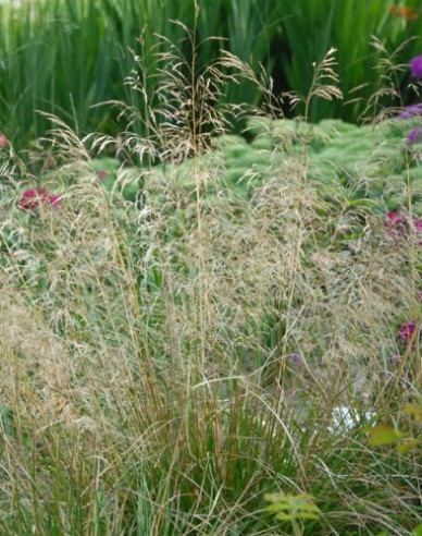 Deschampsia  ´Bronzeschleier´