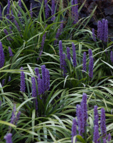 Liriopa big-blue ´Moneymaker´