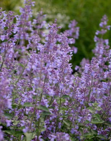 Menta pisicii ´Six Hills Giant´