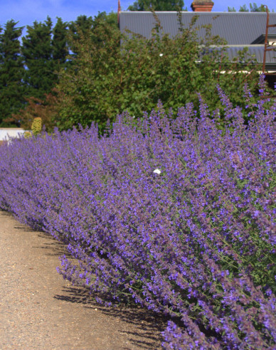 Menta pisicii ´Six Hills Giant´
