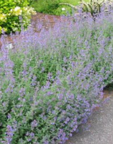 Menta pisicii ´Six Hills Giant´